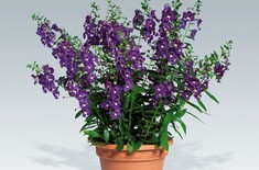 Main pic medium angelonia