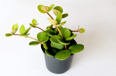 Main pic news peperomia 2