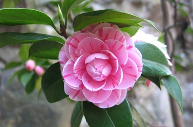 Main pic news camellia 775873 1920