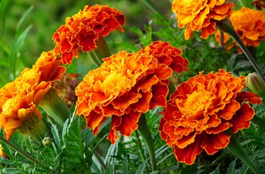 Main pic news marigold 4403956 1920